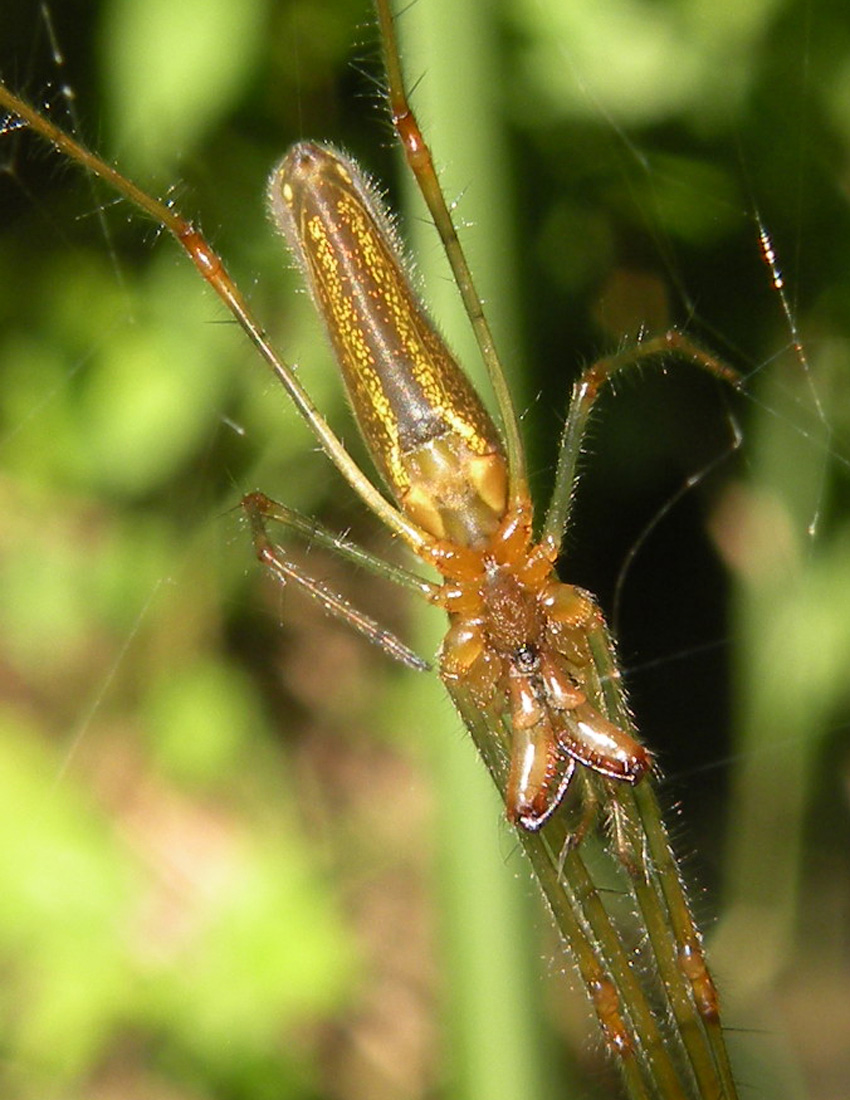 Tetragnatha sp. - Corte Valle Re (RE)